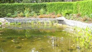 natuurlijke vijver met helder water. in belgie Baarle hertog hovenier